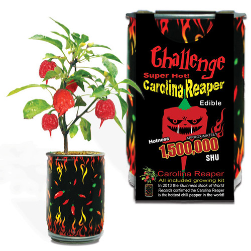 Challenge Carolina Reaper Pepper Plant - 1,500,000 SHU